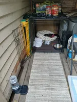 Midna , a female American Bulldog and Cao de Castro Laboreiro for sale in Lake Stevens, WA – 7 of 7