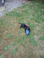 Midna , a female American Bulldog and Cao de Castro Laboreiro for sale in Lake Stevens, WA – 4 of 7