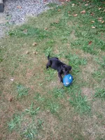 Midna , a female American Bulldog and Cao de Castro Laboreiro for sale in Lake Stevens, WA – 3 of 7