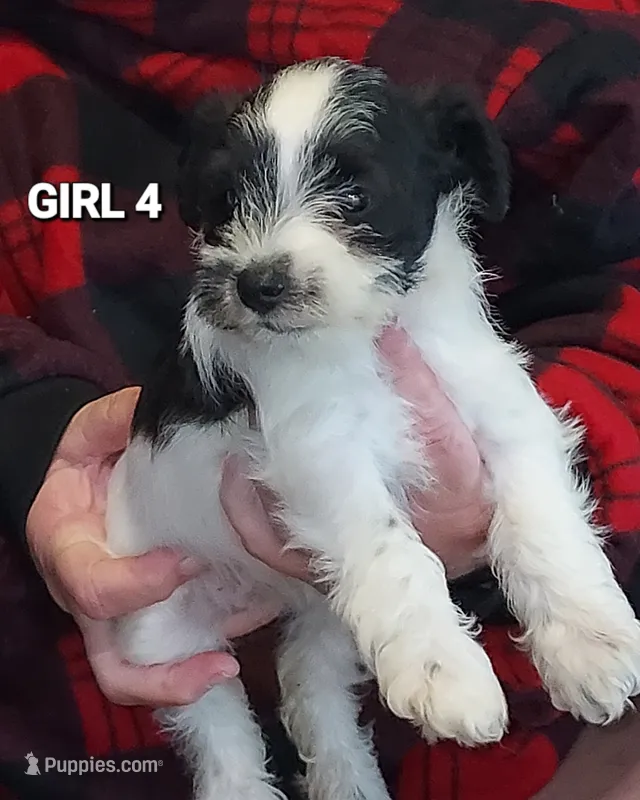 Black Head – Miniature Schnauzer puppy for sale in Hartford, AL