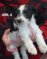 Black Head, a female Miniature Schnauzer for sale in Hartford, AL – 1 of 1