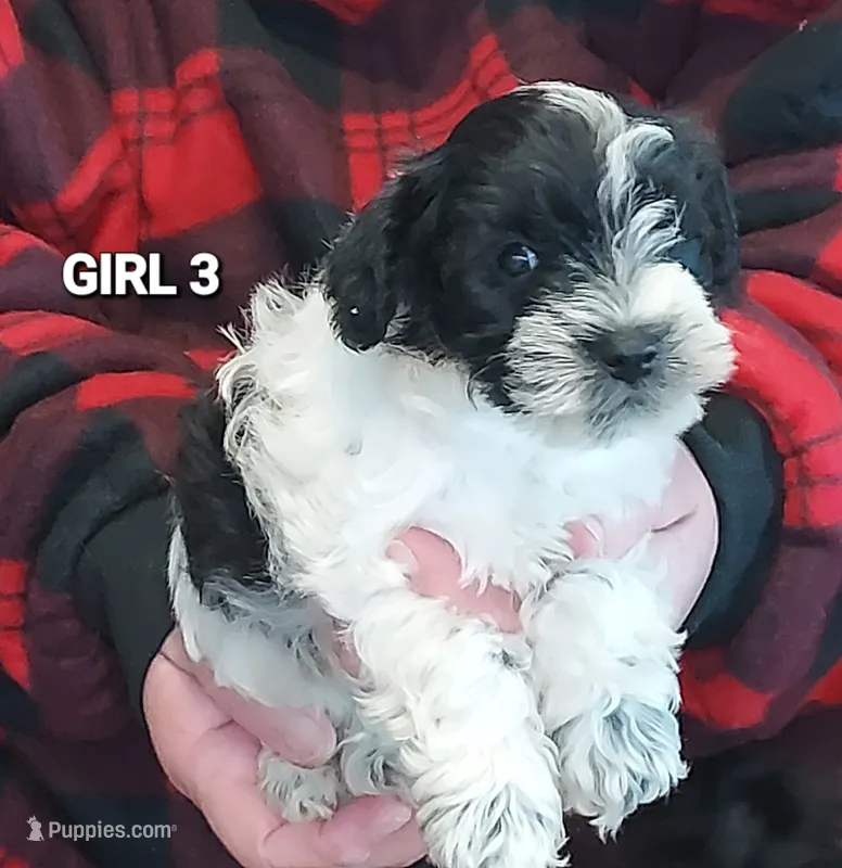Lula May – Miniature Schnauzer puppy for sale in Hartford, AL
