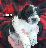 Lula May, a female Miniature Schnauzer for sale in Hartford, AL – 1 of 1