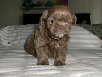 Bolon, a male Shihpoo for sale in Hollywood, FL – Photo 2 of 2