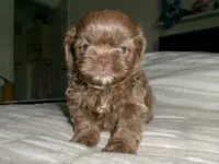 Bolon, a male Shihpoo for sale in Hollywood, FL – Photo 1 of 2