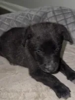 Puppy1 , a female German Shepherd Dog for sale in Houston, TX – Photo 2 of 8