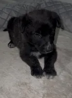 Puppy1 , a female German Shepherd Dog for sale in Houston, TX – Photo 1 of 8