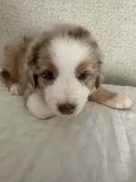 RedG, a female Australian Shepherd for sale in Boyd, TX – Photo 2 of 3