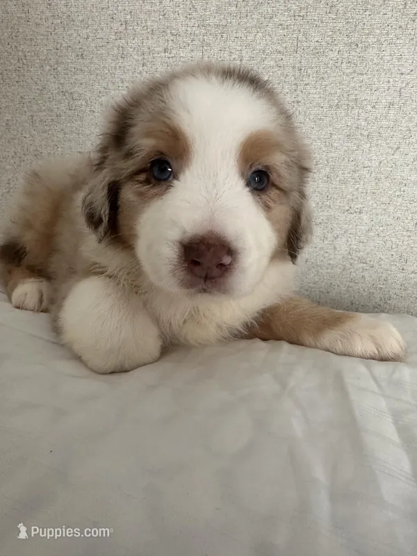 RedG – Australian Shepherd puppy for sale in Boyd, TX