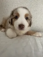 RedG, a female Australian Shepherd for sale in Boyd, TX – Photo 1 of 3