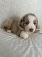 RedG, a female Australian Shepherd for sale in Boyd, TX – Photo 3 of 3