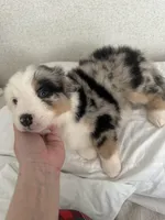 Bluey, a female Australian Shepherd for sale in Boyd, TX – Photo 1 of 5