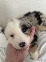 Bluey, a female Australian Shepherd for sale in Boyd, TX – Photo 2 of 5