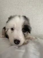 Bluey, a female Australian Shepherd for sale in Boyd, TX – Photo 3 of 5