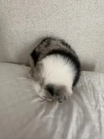 Bluey, a female Australian Shepherd for sale in Boyd, TX – Photo 5 of 5