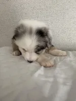 Bluey, a female Australian Shepherd for sale in Boyd, TX – Photo 4 of 5