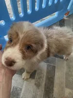 RedB, a male Australian Shepherd for sale in Boyd, TX – Photo 2 of 4