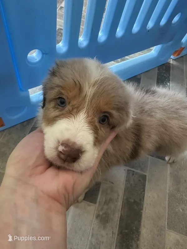 RedB – Australian Shepherd puppy for sale in Boyd, TX