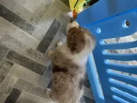 RedB, a male Australian Shepherd for sale in Boyd, TX – Photo 4 of 4