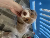 RedB, a male Australian Shepherd for sale in Boyd, TX – Photo 3 of 4