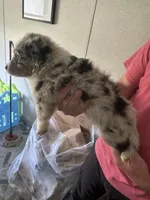 Blue, a female Australian Shepherd for sale in Boyd, TX – Photo 4 of 4