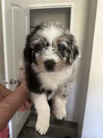 Blue, a female Australian Shepherd for sale in Boyd, TX – Photo 1 of 4