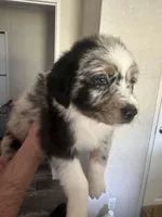 Blue, a female Australian Shepherd for sale in Boyd, TX – Photo 2 of 4