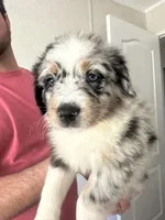 Blue, a female Australian Shepherd for sale in Boyd, TX – Photo 3 of 4