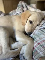 Mia, a female Golden Retriever for sale in Temecula, CA – Photo 1 of 3