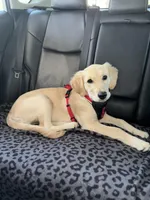 Mia, a female Golden Retriever for sale in Temecula, CA – Photo 3 of 3