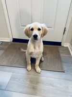 Mia, a female Golden Retriever for sale in Temecula, CA – Photo 2 of 3