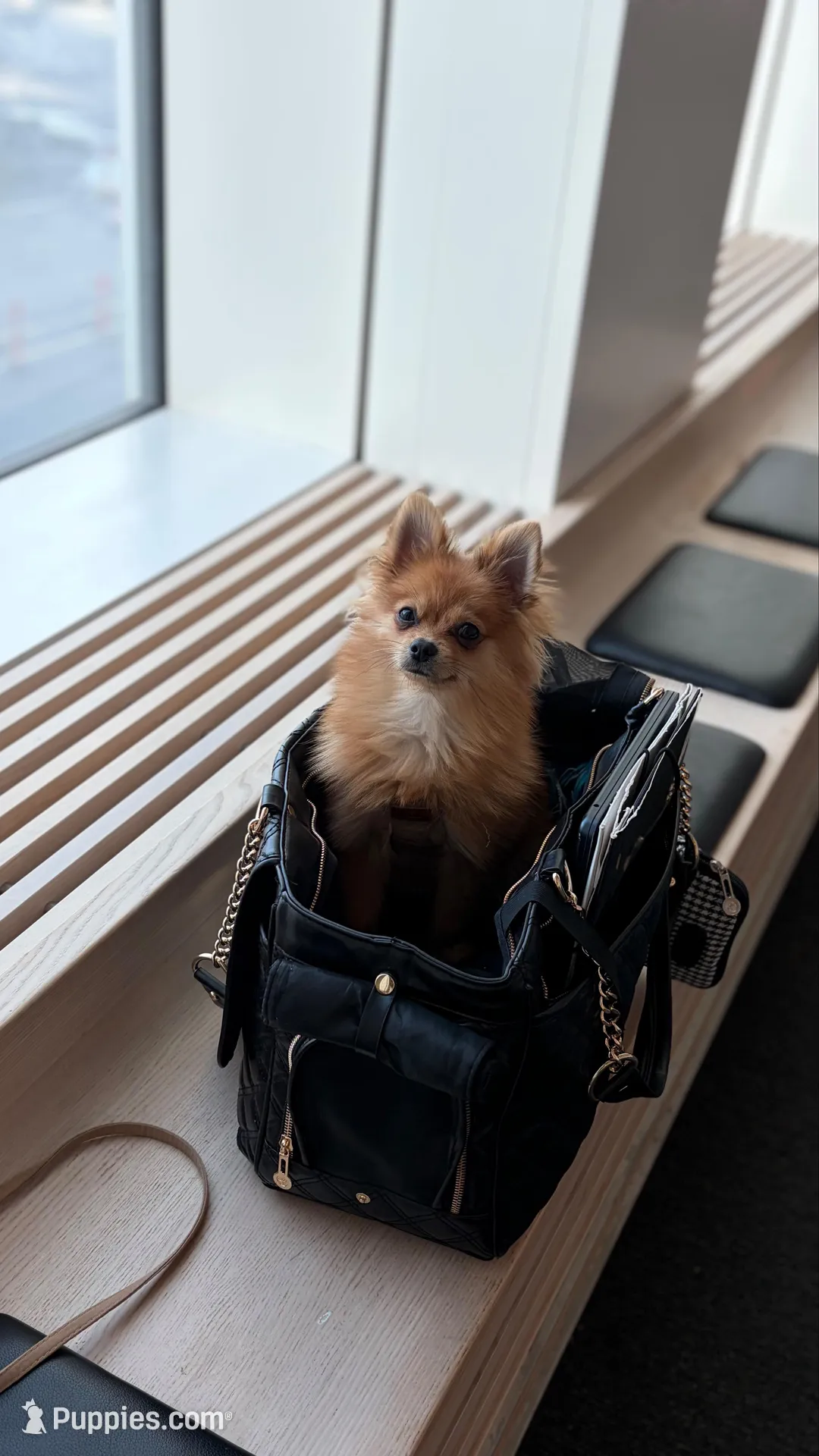 D’Lion – Pomeranian puppy for sale in Miami Beach, FL