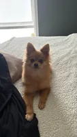 D’Lion, a male Pomeranian for sale in Miami Beach, FL – Photo 3 of 7