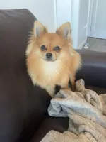 D’Lion, a male Pomeranian for sale in Miami Beach, FL – Photo 2 of 7