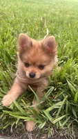 D’Lion, a male Pomeranian for sale in Miami Beach, FL – Photo 7 of 7