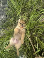 D’Lion, a male Pomeranian for sale in Miami Beach, FL – Photo 5 of 7