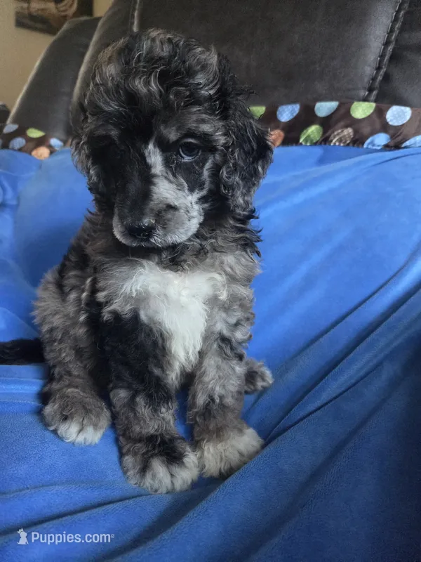 Otto – Poodle - Standard  puppy for sale in Puryear, TN