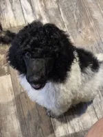 Olaf, a male Poodle - Standard  for sale in Puryear, TN – 3 of 9
