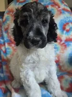 Abigail, a female Poodle - Standard  for sale in Puryear, TN – 9 of 10
