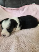 Luna, a female Pembroke Welsh Corgi for sale in Puryear, TN – 2 of 2