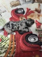 Sage, a male Poodle - Standard  for sale in Puryear, TN – Photo 2 of 2