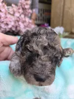 Sage, a male Poodle - Standard  for sale in Puryear, TN – Photo 3 of 3