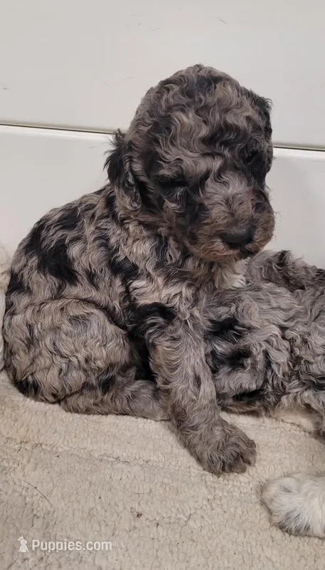 Sage – Poodle - Standard  puppy for sale in Puryear, TN