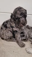 Sage, a male Poodle - Standard  for sale in Puryear, TN – Photo 1 of 3