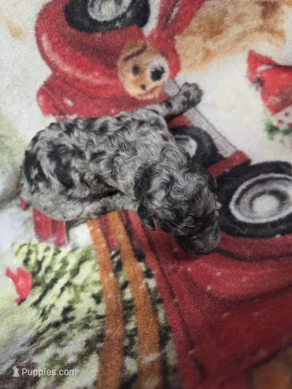 Sage, a male Poodle - Standard  for sale in Puryear, TN – Photo 1 of 2