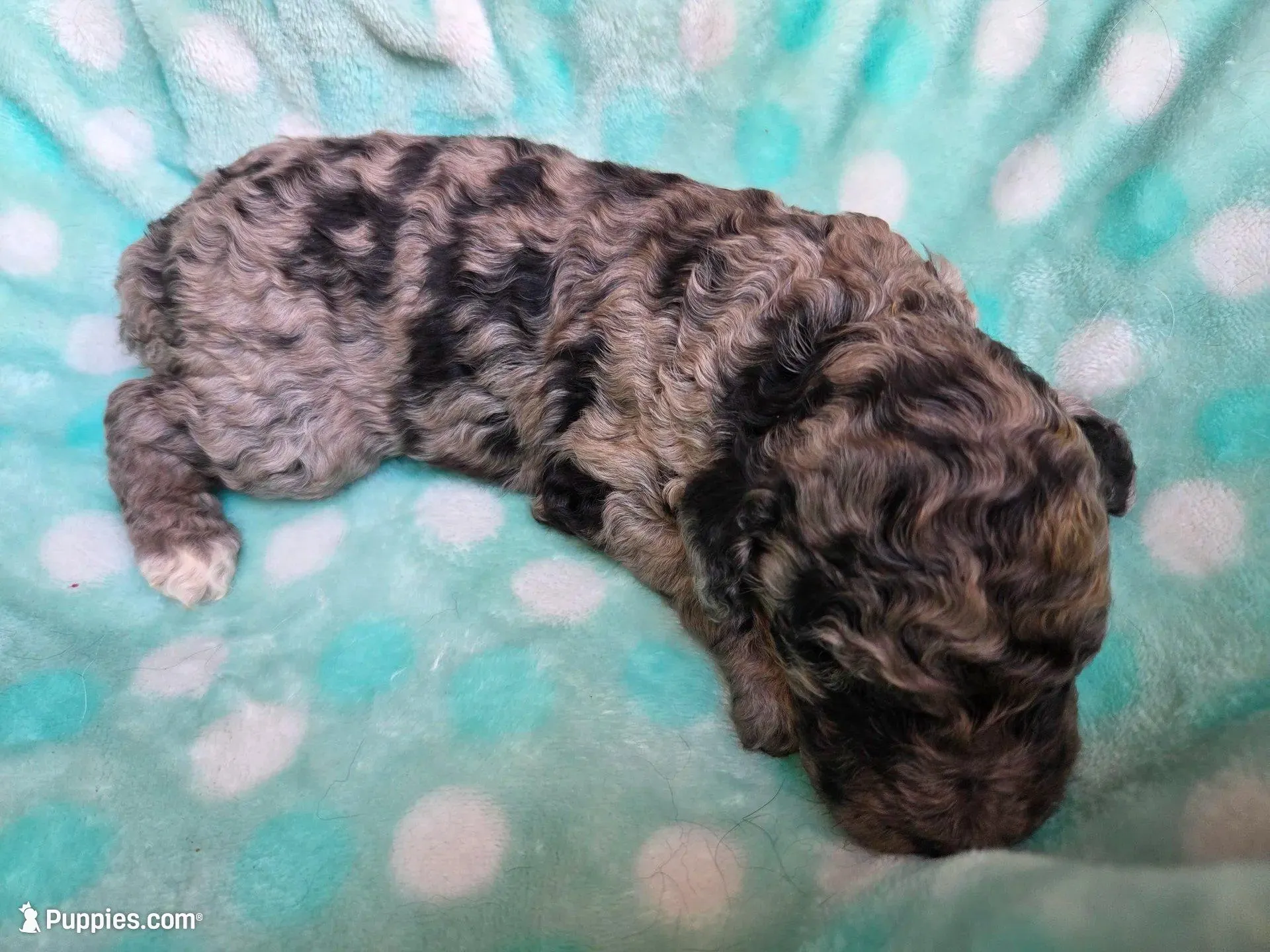 Sage – Poodle - Standard  puppy for sale in Puryear, TN