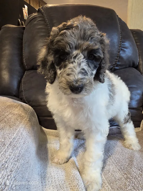 Kaylee deposit on – Poodle - Standard  puppy for sale in Puryear, TN