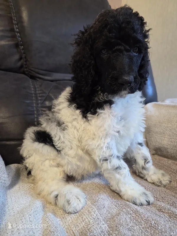 Olaf – Poodle - Standard  puppy for sale in Puryear, TN