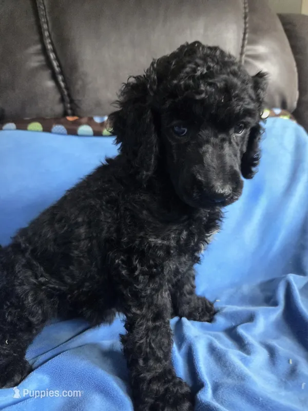 Tristan – Poodle - Standard  puppy for sale in Puryear, TN