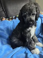 Greyson, a male Poodle - Standard  for sale in Puryear, TN – 7 of 8